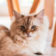 Servizio preciso, gentile e molto professionale. pet photo