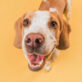 Professionalità e attenzione davvero impeccabili. pet photo