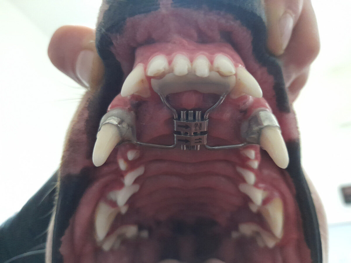 Apparecchio Denti Cane