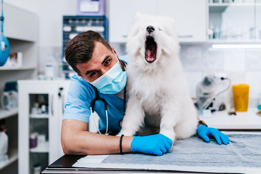 dentista veterinario