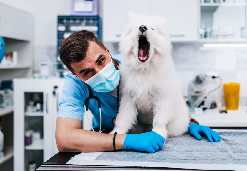 dentista veterinario