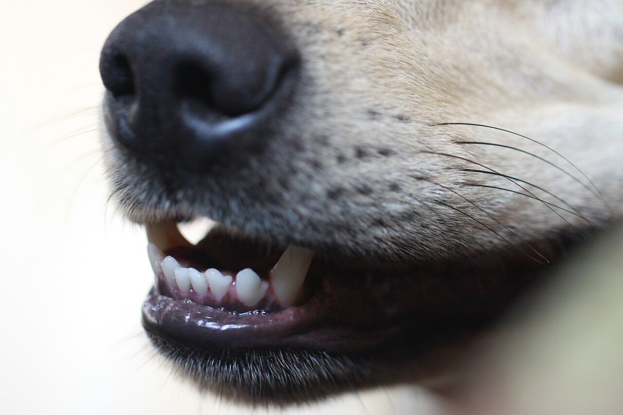 pulizia dentale cani