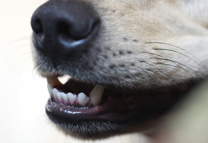 pulizia dentale cani