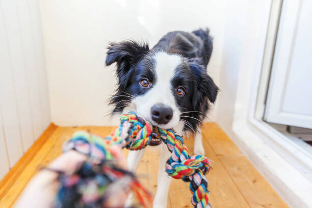 cane perde denti