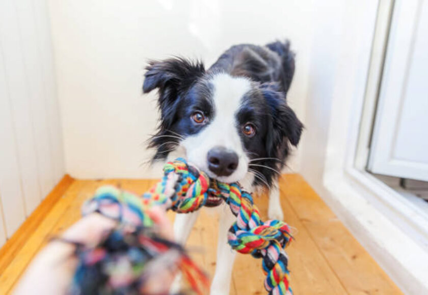 cane perde denti