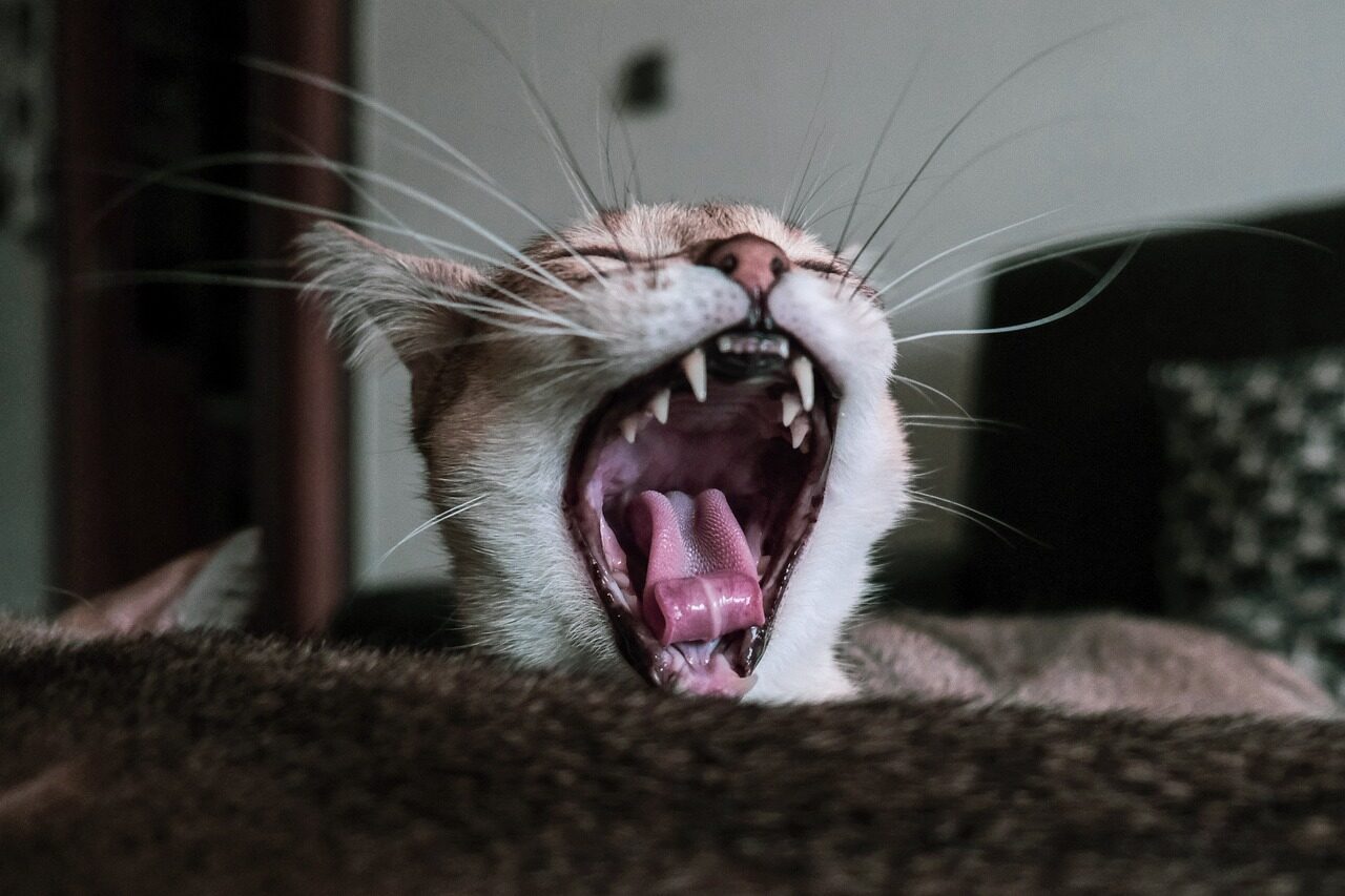 Estrazione Dente Gatto