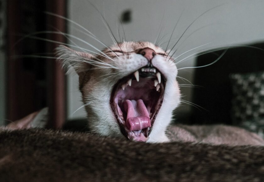 Estrazione Dente Gatto