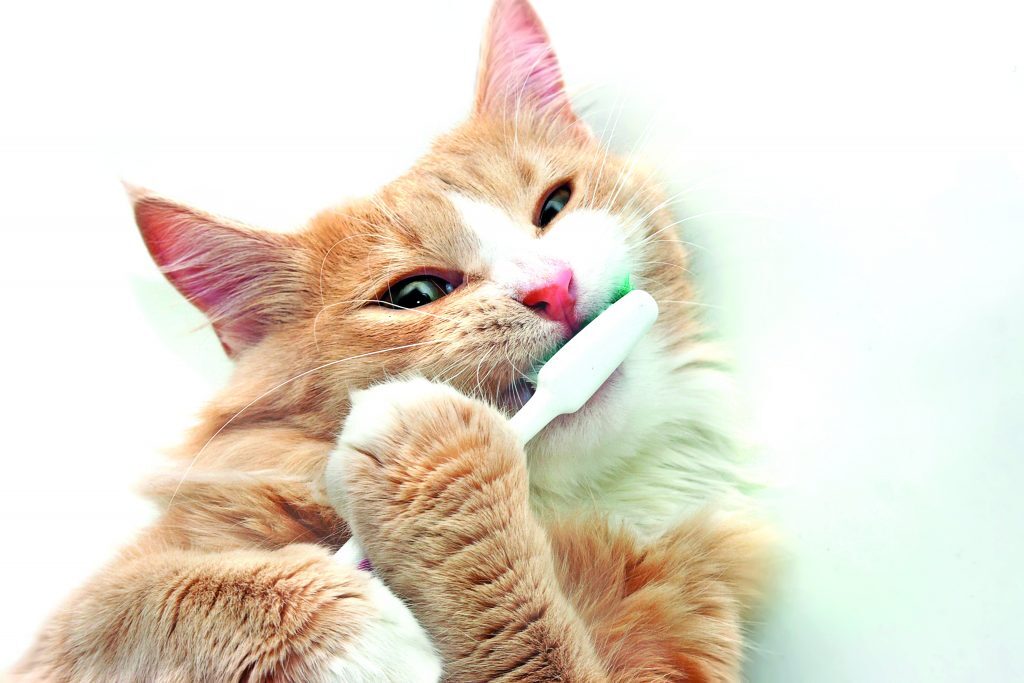 estrazione dente cane gatto