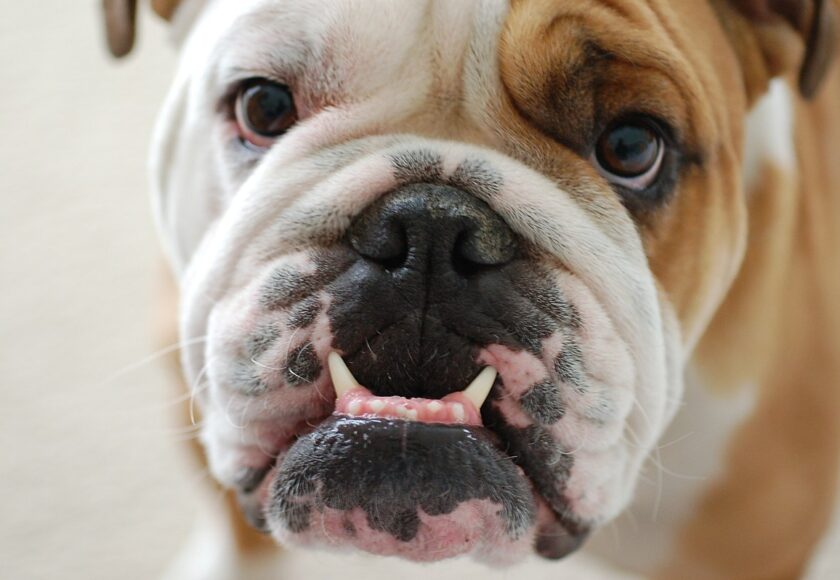 prognatismo cane