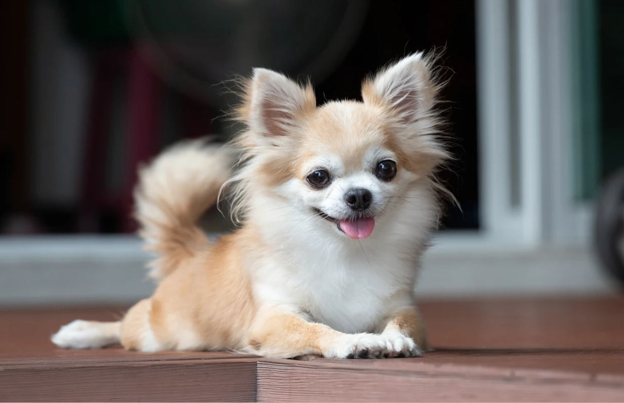 Denti da Latte Cane