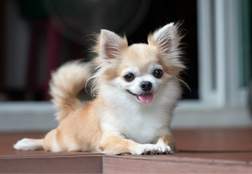 Denti da Latte Cane