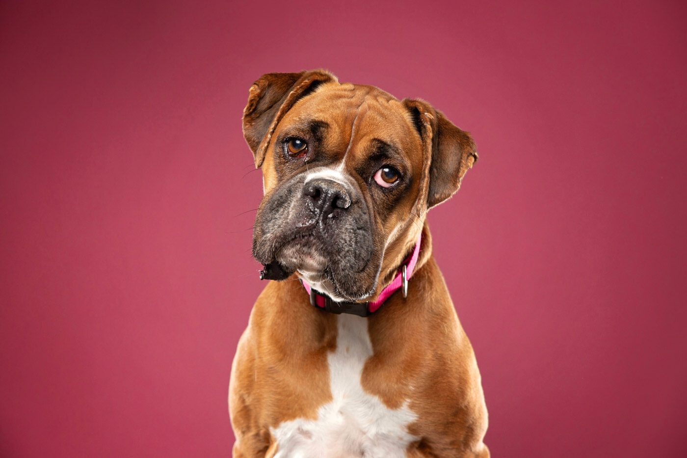 denti boxer